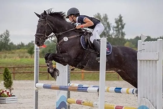 Kuc grupy D na konkursy 120, , 