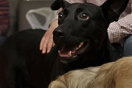 Salvo średni, czarny, wesoły przyjaciel - do adopcji,  mazowieckie Warszawa