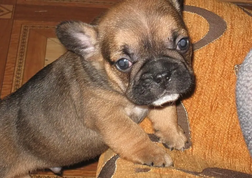 Buldog francuski do odbioru