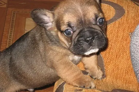 Buldog francuski do odbioru