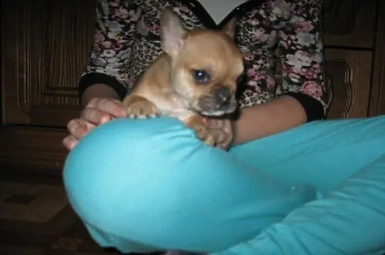Buldog francuski do odbioru