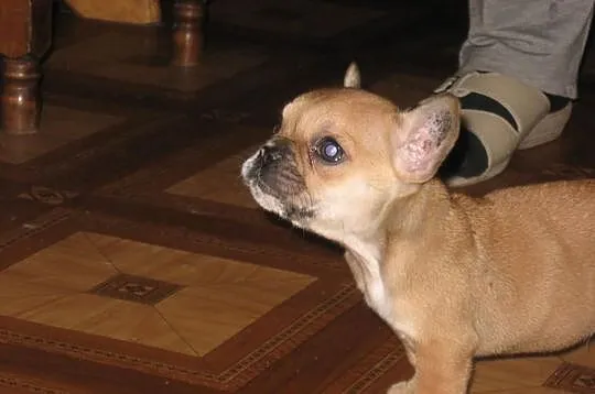 Buldog francuski do odbioru