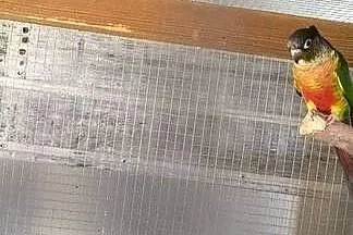 Rudosterka zielonolica 24 samica z dna, Wielkopolskie, Lwówek