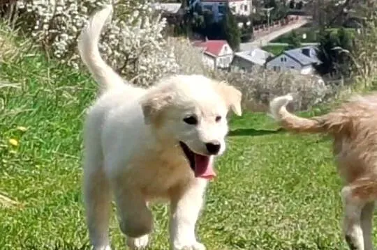Rasowa suczka XJA ee-red Border Collie z pełną dok. przebadani rodzice