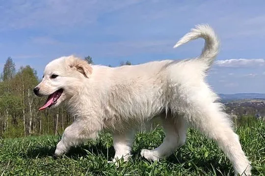 Rasowa suczka XJA ee-red Border Collie z pełną dok. przebadani rodzice, Podkarpackie, Iwonicz