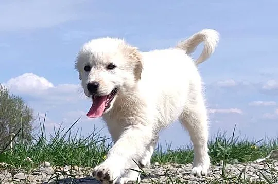 Rasowa suczka XJA ee-red Border Collie z pełną dok. przebadani rodzice, Podkarpackie, Iwonicz
