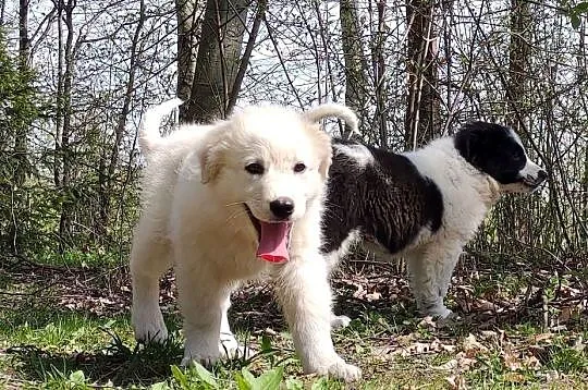 Rasowa suczka XJA ee-red Border Collie z pełną dok. przebadani rodzice, Podkarpackie, Iwonicz