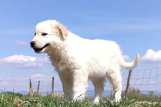 Rasowa suczka XJA ee-red Border Collie z pełną dok. przebadani rodzice, Podkarpackie, Iwonicz