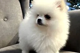 Szpic miniaturowy pomeranian