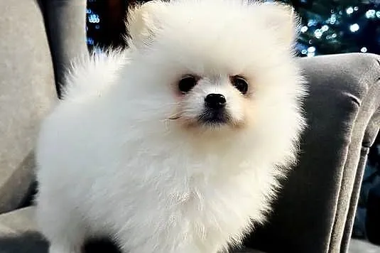 Szpic miniaturowy pomeranian, Mazowieckie, Płońsk