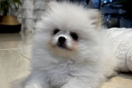 Szpic miniaturowy pomeranian, Mazowieckie, Płońsk