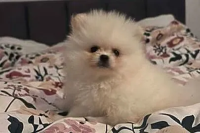 Szpic miniaturowy pomeranian, Mazowieckie, Płońsk