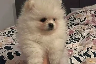Szpic miniaturowy pomeranian, Mazowieckie, Płońsk
