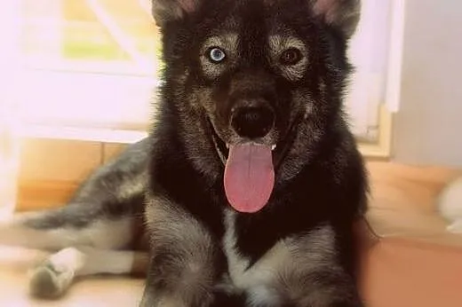 Młody mix siberian husky Dizo szuka domu,  śląskie Katowice