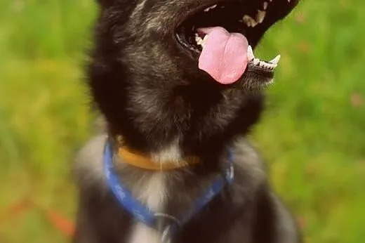 Młody mix siberian husky Dizo szuka domu,  śląskie