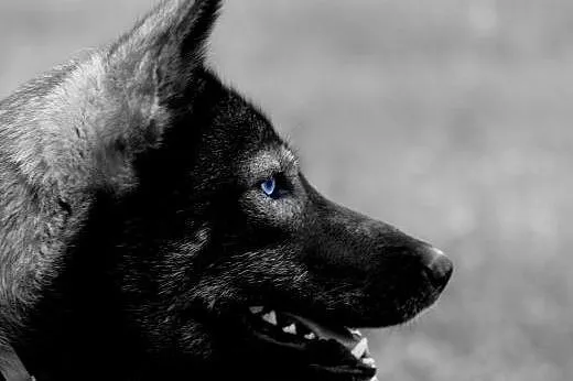 Młody mix siberian husky Dizo szuka domu,  śląskie