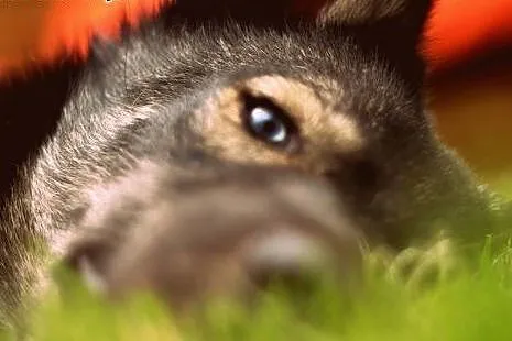Młody mix siberian husky Dizo szuka domu,  śląskie