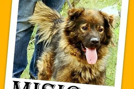 Szpic, owczarek mix,przyjazny,wesoły pies MISIO.Ad