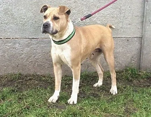 Tasza młoda sunia w typie rasy amstaff , małopols