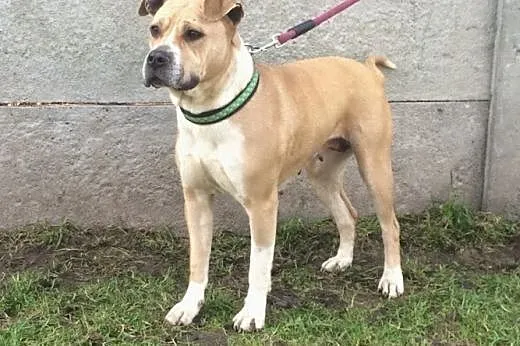 Tasza młoda sunia w typie rasy amstaff ,  małopols