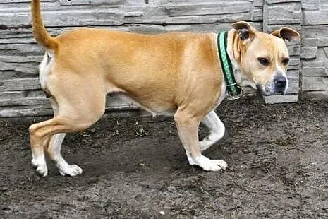 Tasza młoda sunia w typie rasy amstaff ,  małopols