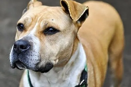 Tasza młoda sunia w typie rasy amstaff ,  małopols