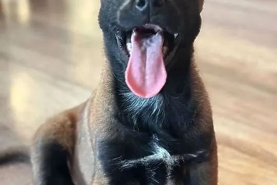 Owczarek belgijski malinois