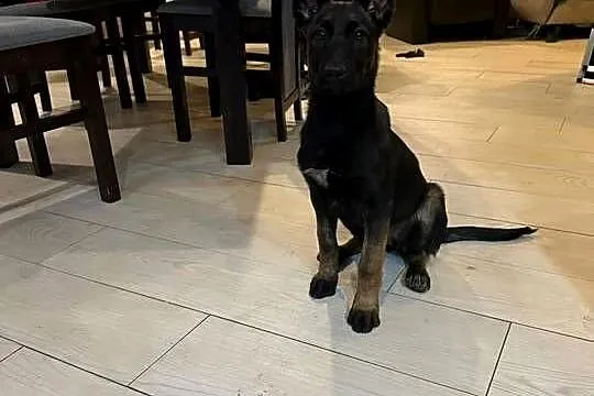 Owczarek belgijski malinois, Świętokrzyskie, Jędrzejów