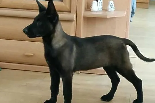 Owczarek belgijski malinois, Świętokrzyskie, Jędrzejów