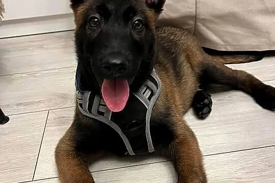 Owczarek belgijski malinois, Świętokrzyskie, Jędrzejów