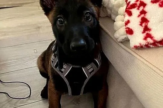 Owczarek belgijski malinois, Świętokrzyskie, Jędrzejów