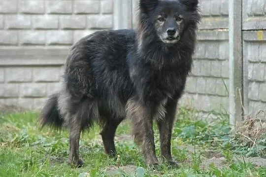 Opowieść o psie, który nazywa się LIS,  warmińsko-, Olsztyn