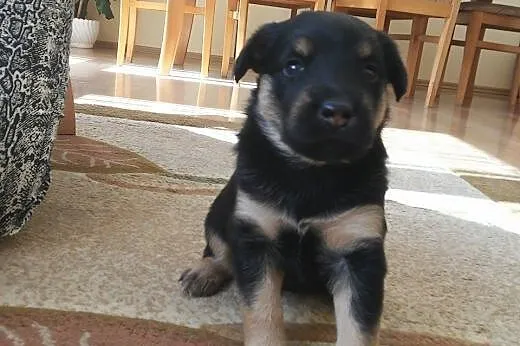 Oddam suczkę w dobre ręce,  mazowieckie Radom