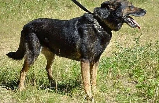 Szarik ! - wspaniały, mądry poleca siędo adopcji!!
