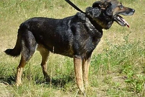 Szarik ! - wspaniały, mądry poleca siędo adopcji!!
