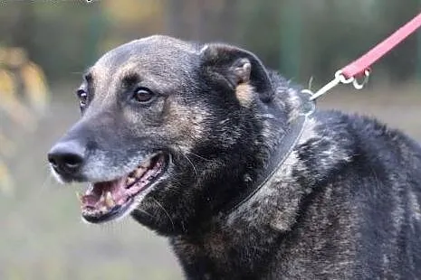 Szarik ! - wspaniały, mądry poleca siędo adopcji!!