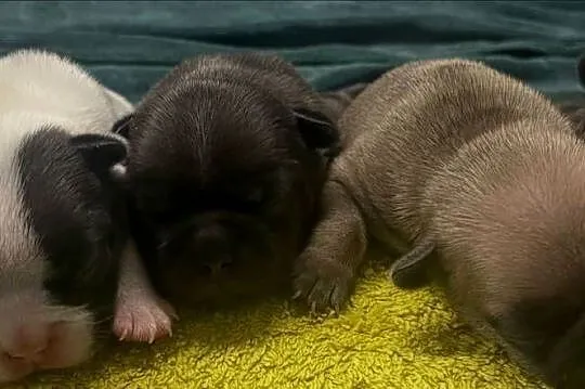Buldog Francuski ZKwP FCI