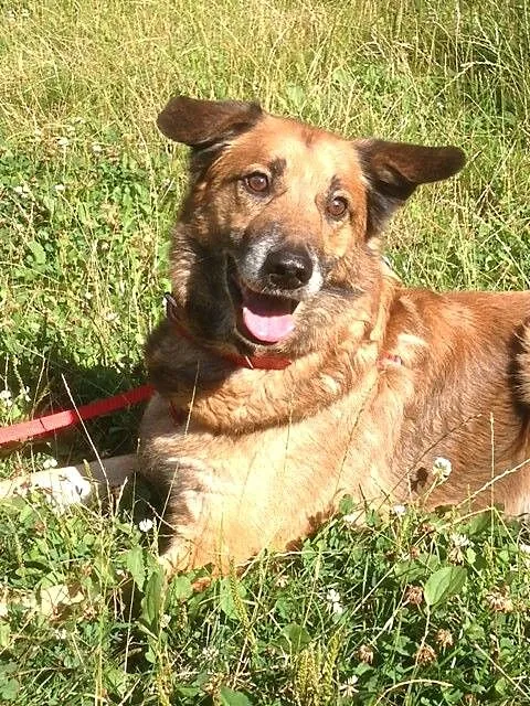 Kaj-dostojny i bardzo ułożony pies do adopcji_