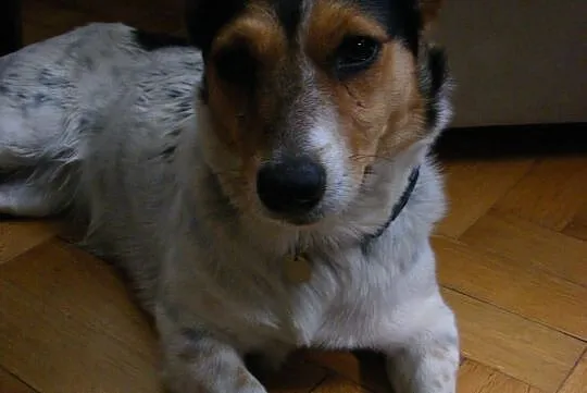 Biedroneczka
