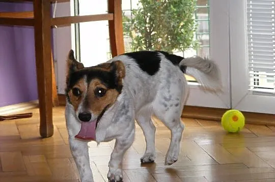 Biedroneczka