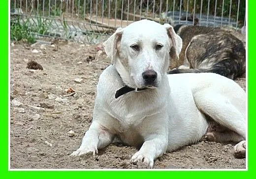 8 mies.labrador mix,duży,łagodny,przyjazny pies.AD