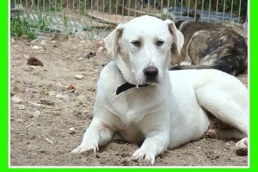 8 mies.labrador mix,duży,łagodny,przyjazny pies.AD