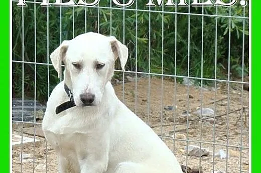 8 mies.labrador mix,duży,łagodny,przyjazny pies.AD