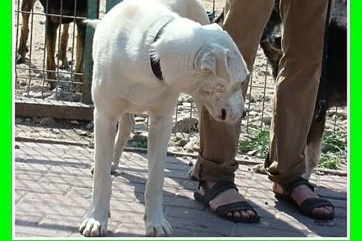 8 mies.labrador mix,duży,łagodny,przyjazny pies.AD