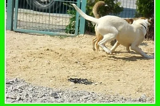8 mies.labrador mix,duży,łagodny,przyjazny pies.AD
