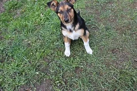 Oddam  pół roczną suczkę :) ,  mazowieckie Otwock