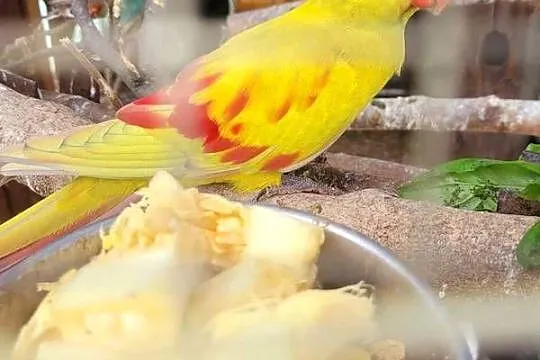 Para lęgowa Bergów Pasteli, Lubuskie, Otyń