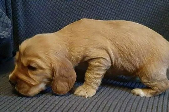 Cocker Spaniel Angielski piesek
