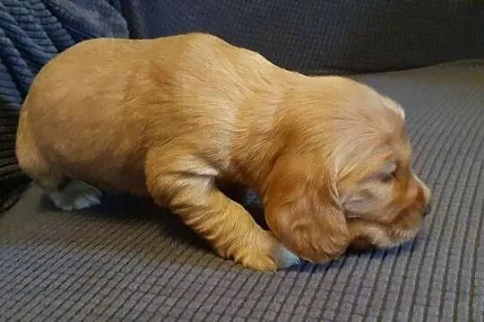 Cocker Spaniel Angielski piesek, Mazowieckie, Radom