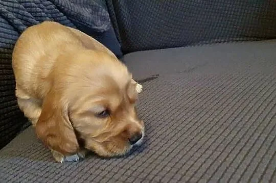 Cocker Spaniel Angielski piesek, Mazowieckie, Radom